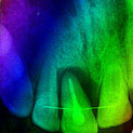 Plants: image 3 0f 4 thumb