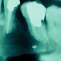 Plants: image 3 0f 4 thumb